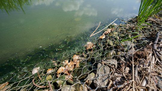 Odławianie martwych małży z Zalewu Zemborzyckiego w Lublinie Odławianie martwych małży z Zalewu Zemborzyckiego w Lublinie