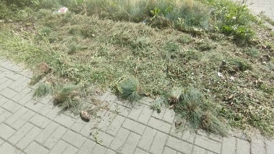 Zaniedbane klomby na ul. Nowy Świat w Lublinie