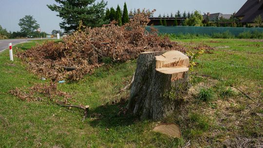 Wycinka 720 drzew na drodze wojewódzkiej 820 Wycinka 720 drzew na drodze wojewódzkiej 820