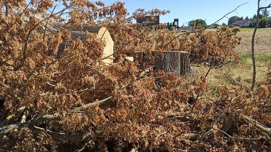 Wycinka wielkich drzew na drodze 820