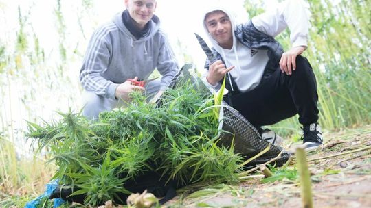 Konopne żniwa przy ulicy Jantarowej w Lublinie
