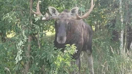 Strażacy ratowali łosia