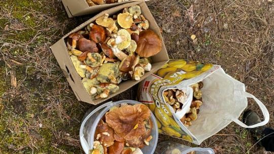 Zdjęcia grzybów od naszych Czytelniczek i Czytelników