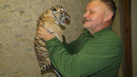 Małe tygrysiczki w zoo w Zamościu
