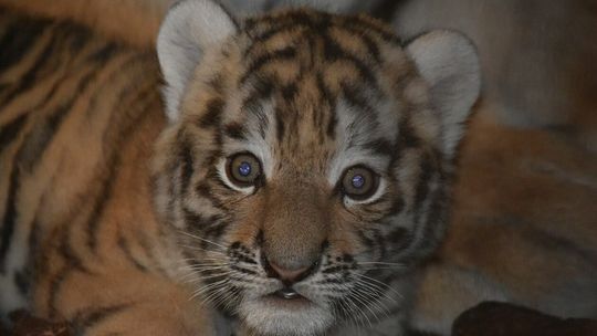 Narodziny w zamojskim ZOO. Dwa małe tygrysiątka