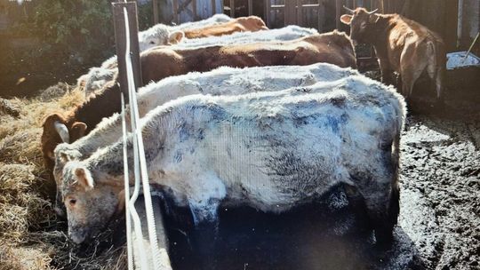 Wychudzone i bez dostępu do wody i paszy a także martwe bydło koło Parczewa [DRASTYCZNE]