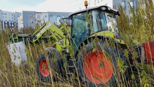 Konopne żniwa Konopne żniwa