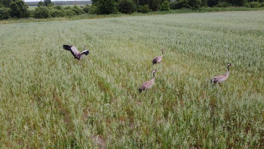 Lubelskie żurawie Lubelskie żurawie