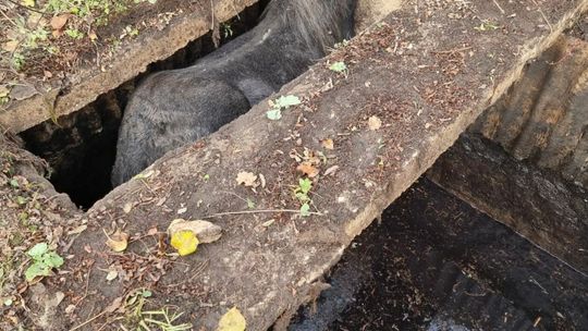 Koń uratowany przez strażaków