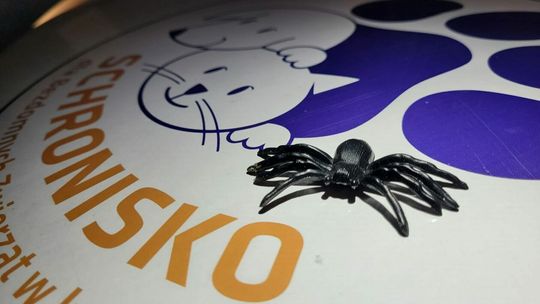 Pająk, który przestraszył mieszkankę Lublina Pająk, który przestraszył mieszkankę Lublina