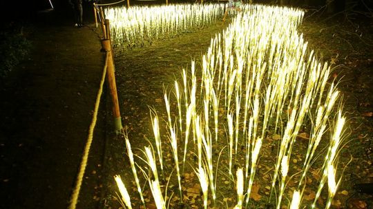 Lumina Park w Ogrodzie Botanicznym w Lublinie Lumina Park w Ogrodzie Botanicznym w Lublinie