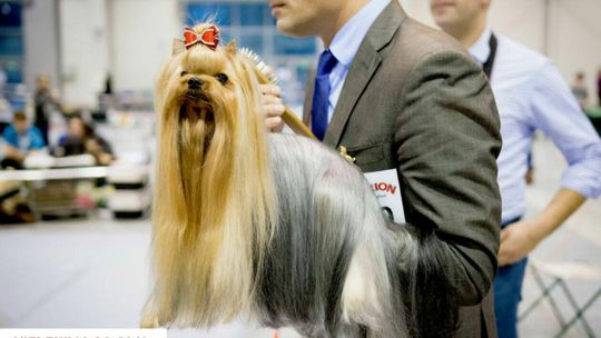 Wystawa Psów Rasowych