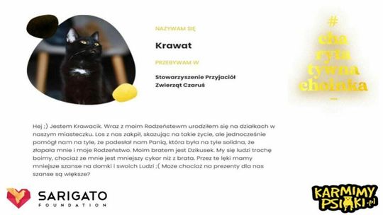 Bezdomne koty i psy z Łukowa i Puław Bezdomne koty i psy z Łukowa i Puław