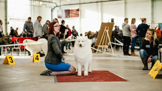 Wystawa psów rasowych