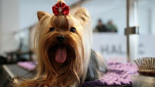 IV Międzynarodowa Wystawa Psów Rasowych IV Międzynarodowa Wystawa Psów Rasowych