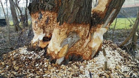 Brzegi rzeki Czechówk