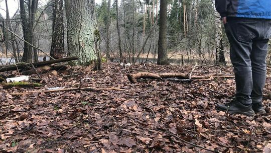 Las między miejscowościami Ciosmy i Dąbrowica pod Biłgorajem