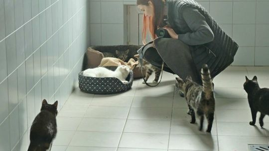 Dzień otwarty w Schronisku dla Bezdomnych Zwierząt w Lublinie