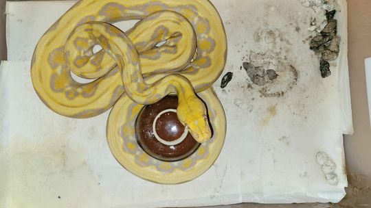 Węże Fundacji Epicrates