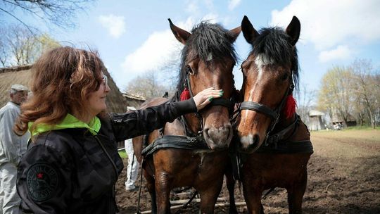 Pokaz wiosennych prac polowych w Muzeum Wsi Lubelskiej 