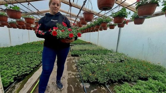 W gospodarstwie ogrodniczym Anny i Wojciecha Stręciwilków W gospodarstwie ogrodniczym Anny i Wojciecha Stręciwilków