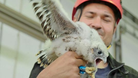Obrączkowanie piskląt sokoła wędrownego w lubelskiej elektrociepłowni 