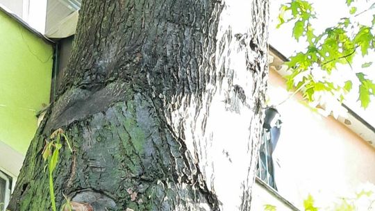 Wzór na drzewie w Parczewie