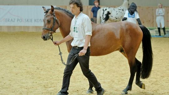 Ogólnopolski Czempionat Kuców. Na Arenie Konnej UP rywalizują ogiery Ogólnopolski Czempionat Kuców. Na Arenie Konnej UP rywalizują ogiery