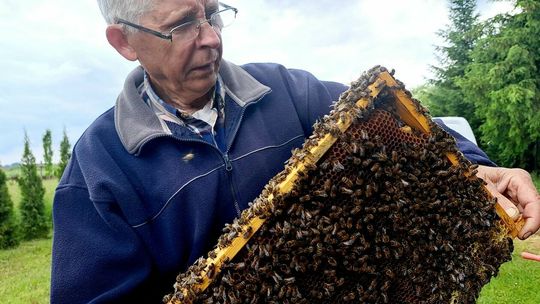 Pierwsze miodobranie w sezonie
