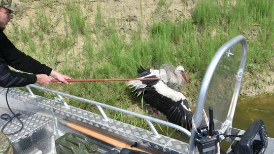 Funkcjonariusze Nadbużańskiego Oddziału Straży Granicznej uratowali bociana Funkcjonariusze Nadbużańskiego Oddziału Straży Granicznej uratowali bociana