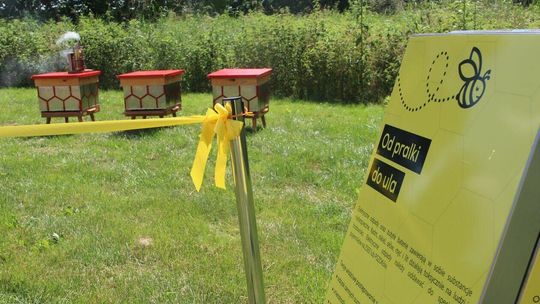 Miejska pasieka w Białej Podlaskiej