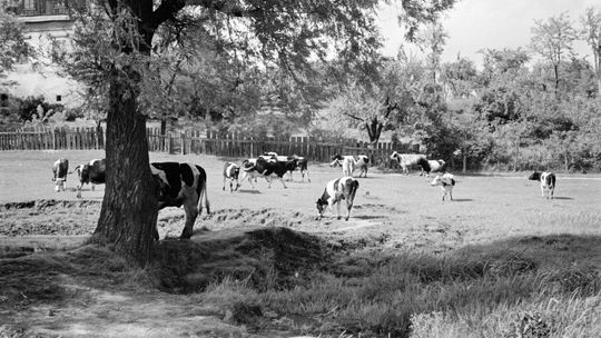 Lublin - okolice rzeki Czechówki
