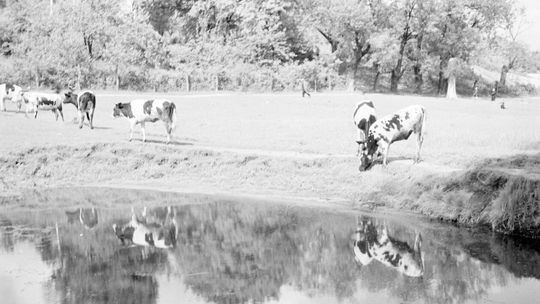 Lublin - okolice rzeki Czechówki