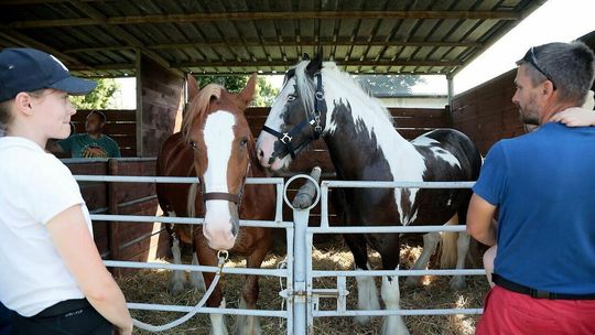 Święto Konia w Sitnie 