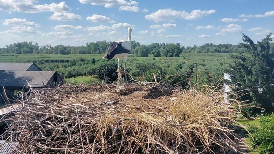 Uratowany bocian Uratowany bocian