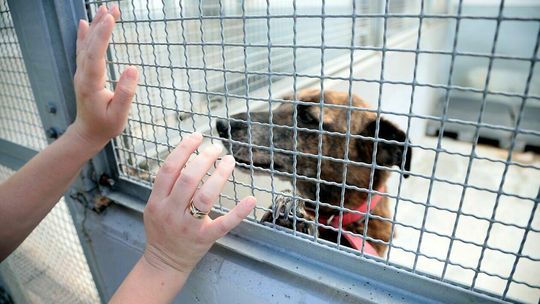 Dzień Otwarty w Schronisku dla zwierząt