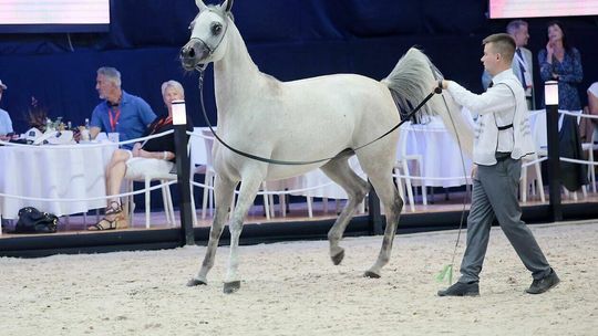 Eliminacje w klasie klaczek i klaczy przed aukcją Pride of Poland 2023
