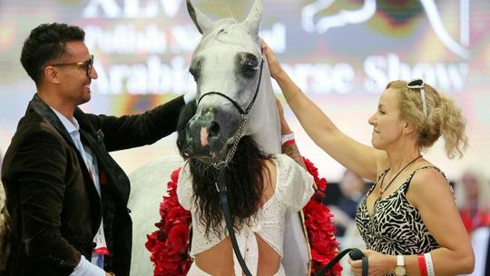 Czempionat Polski Klaczy i Ogierów w Janowie Podlaskim Czempionat Polski Klaczy i Ogierów w Janowie Podlaskim