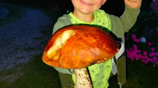 Grzyby naszych Czytelników 