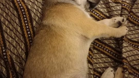 Psy naszych czytelników 