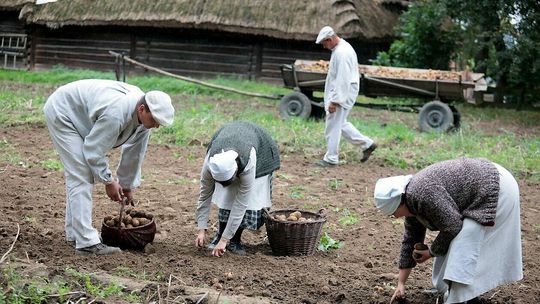 Wykopki kartoflane w Muzeum Wsi Lubelskiej Wykopki kartoflane w Muzeum Wsi Lubelskiej