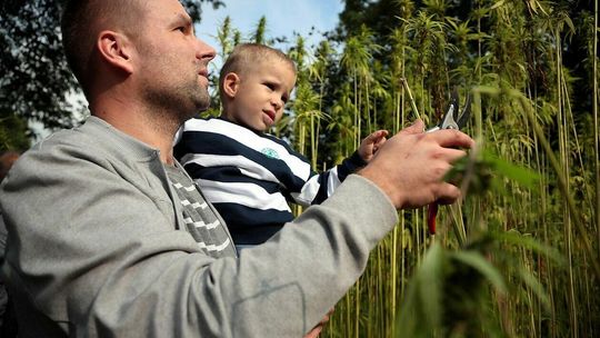  Żniwa konopne w lubelskim skansenie