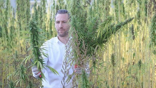 Do niedzieli można uciąć sobie konopii z plantacji na Węglinku