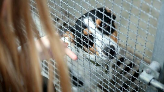 Dzień Otwarty w Schronisku dla zwierząt