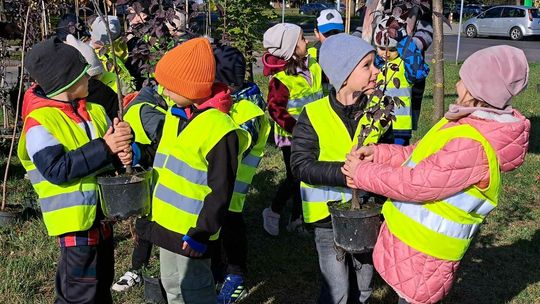 Zielone płuca dla rowerzystów - IV akcja sadzenia drzew w Zamościu