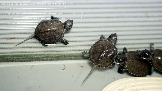 Żółwie w Poleskim Parku Narodowym 