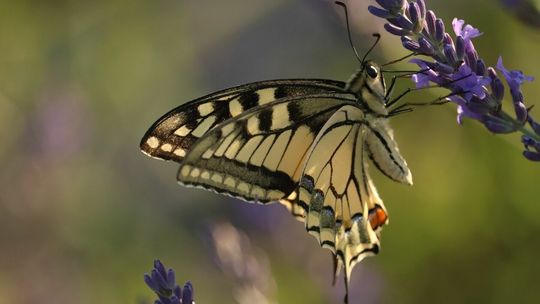Piękno powiatu zamojskiego w obiektywie – nagrodzone i wyróżnione prace