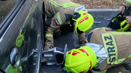 Kociak uratowany z opresji Kociak uratowany z opresji