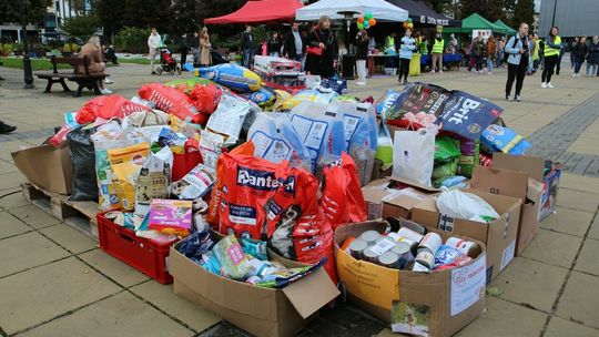 Finał akcji Przyjdź-pokochaj-adoptuj