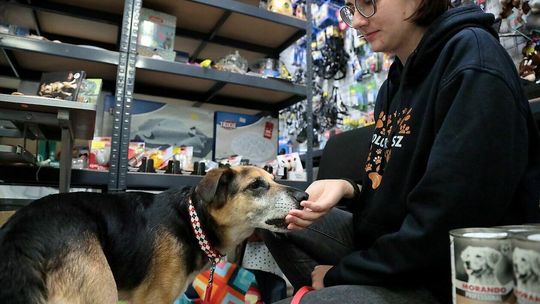 Dzień Kundelka Dzień Kundelka